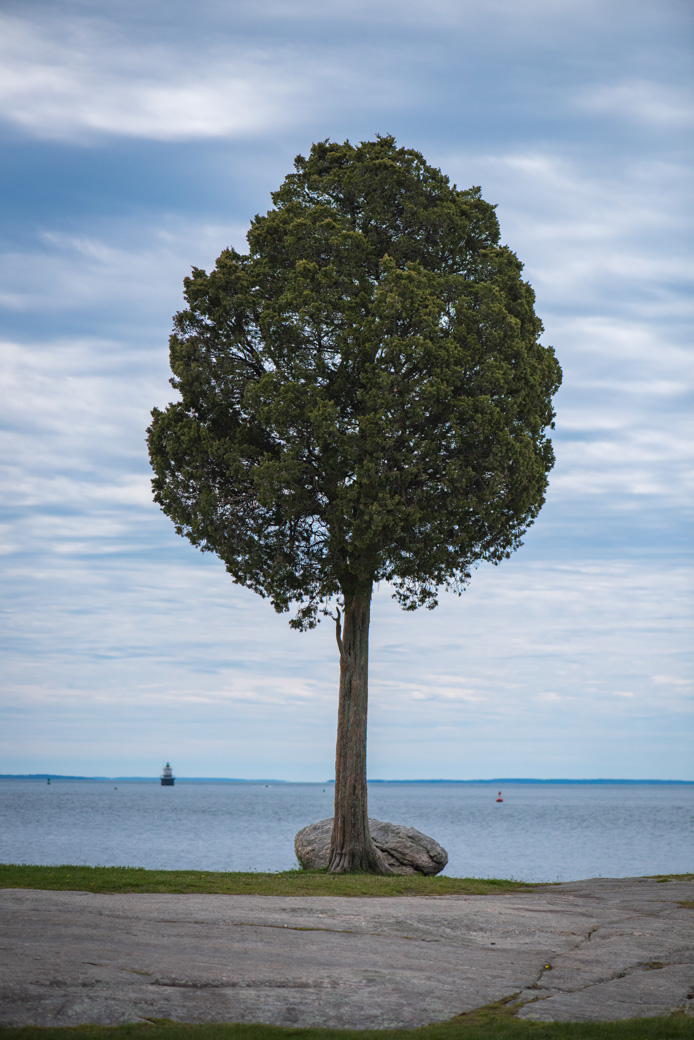 Solitary tree against the sea and sky