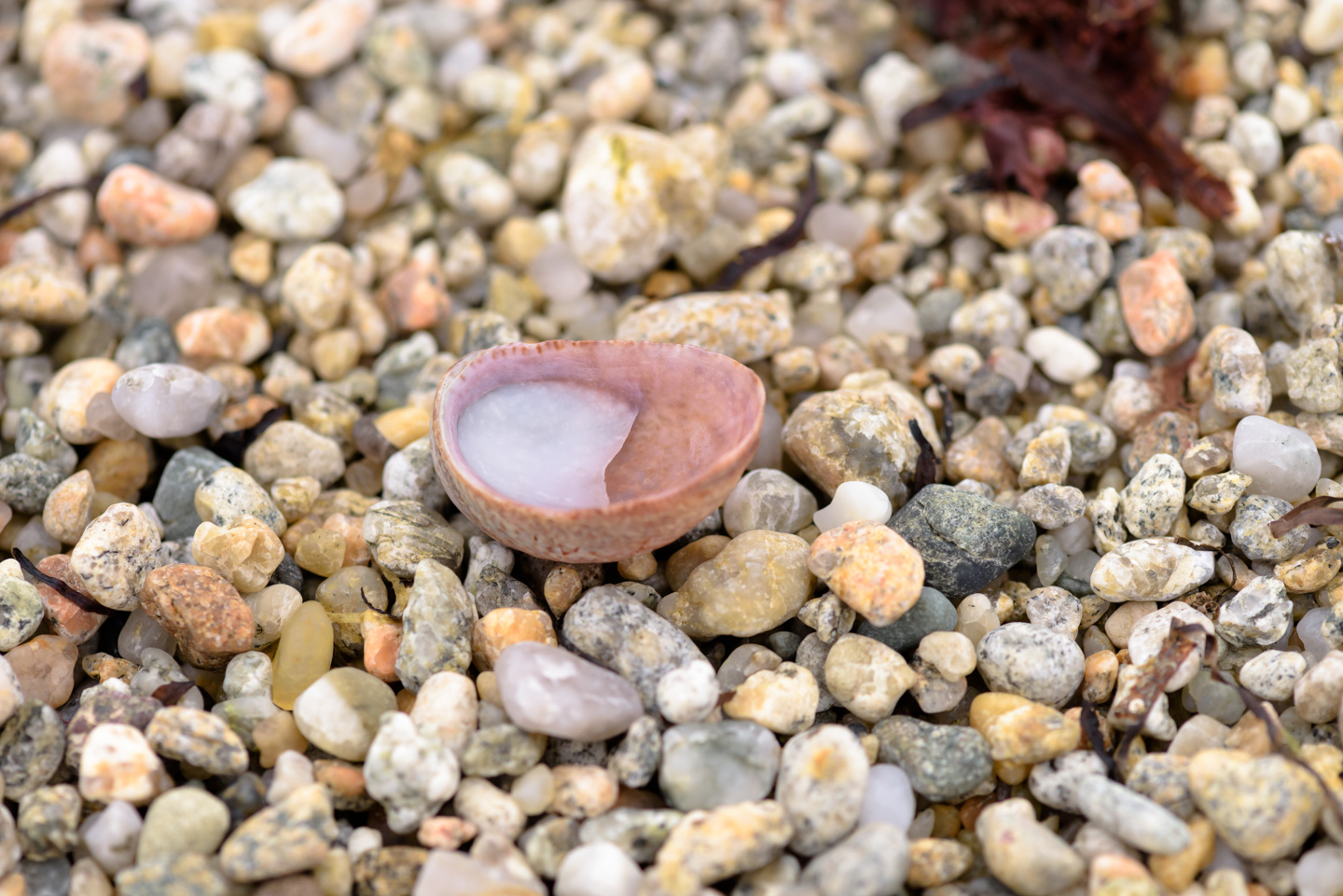 a partial shell upside-down on the pebbled beach