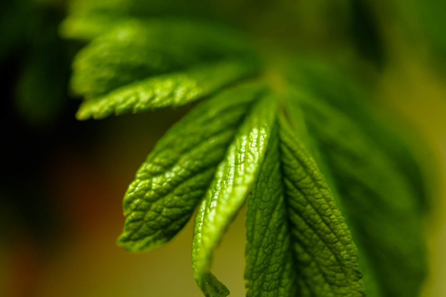 Some newly sprouted greenery