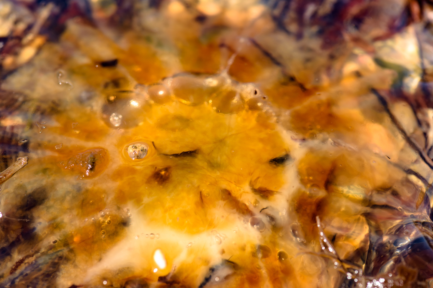 Close-up of jellyfish