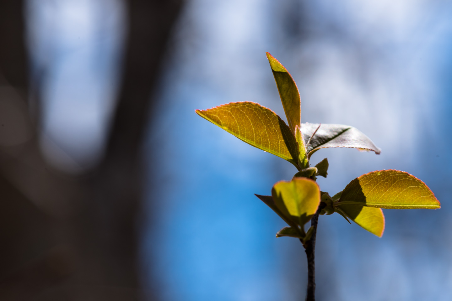 Spring plant growth with sky and a tree in the background