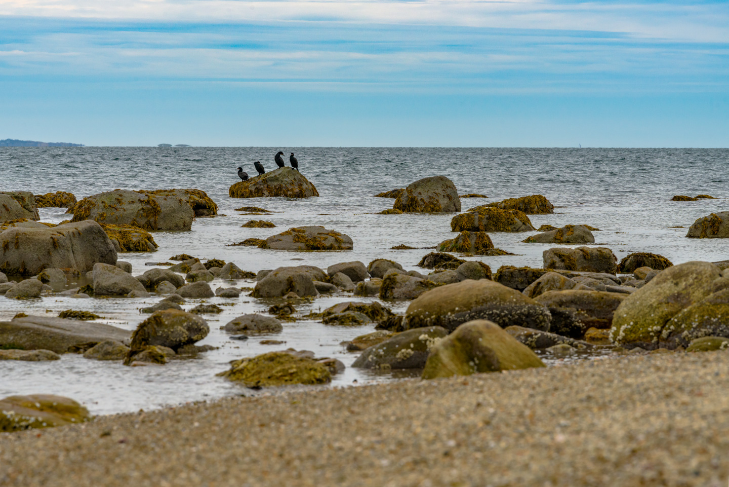 Four birds on a rock in the water