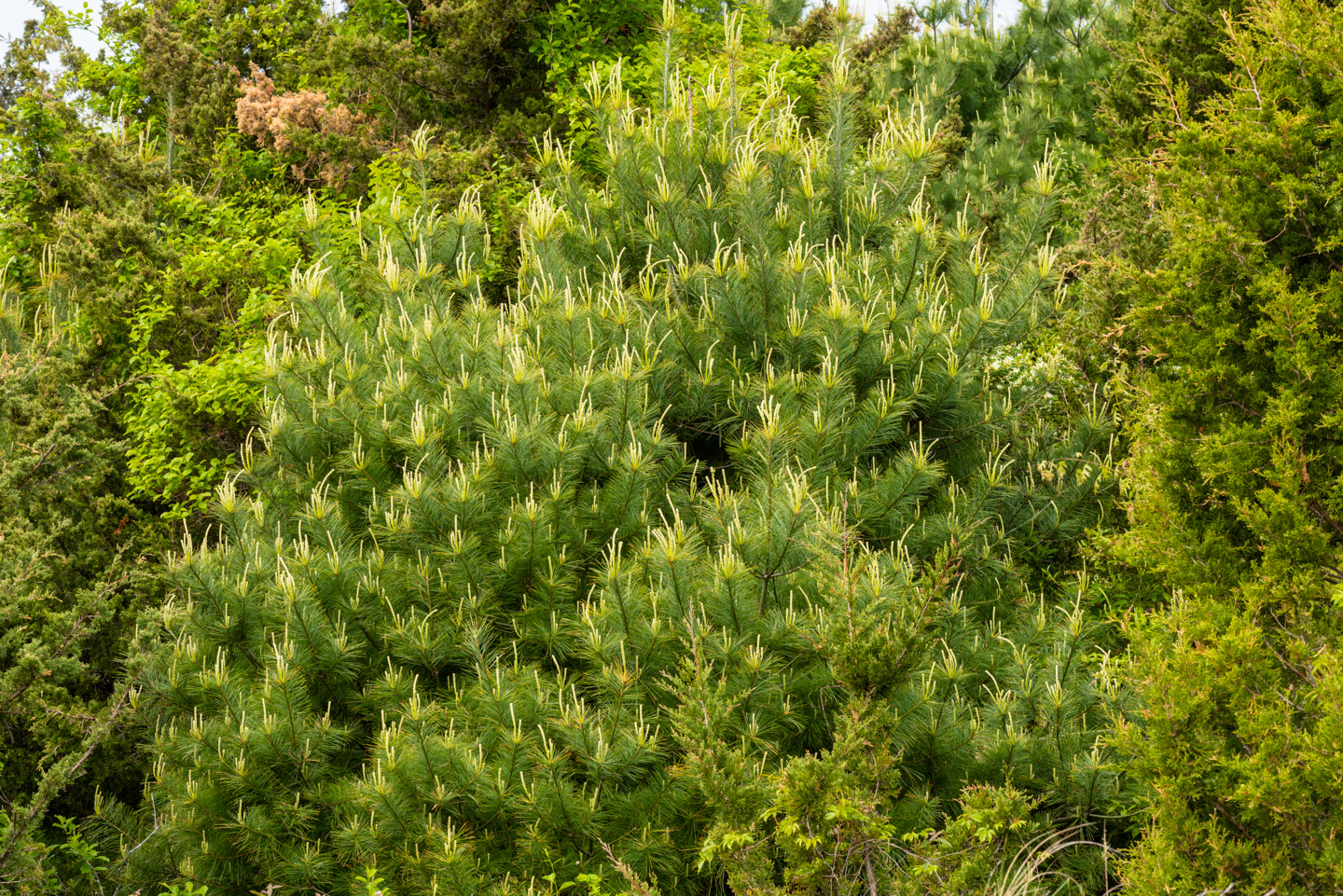 An evergreen tree with a lot of new growth evident.