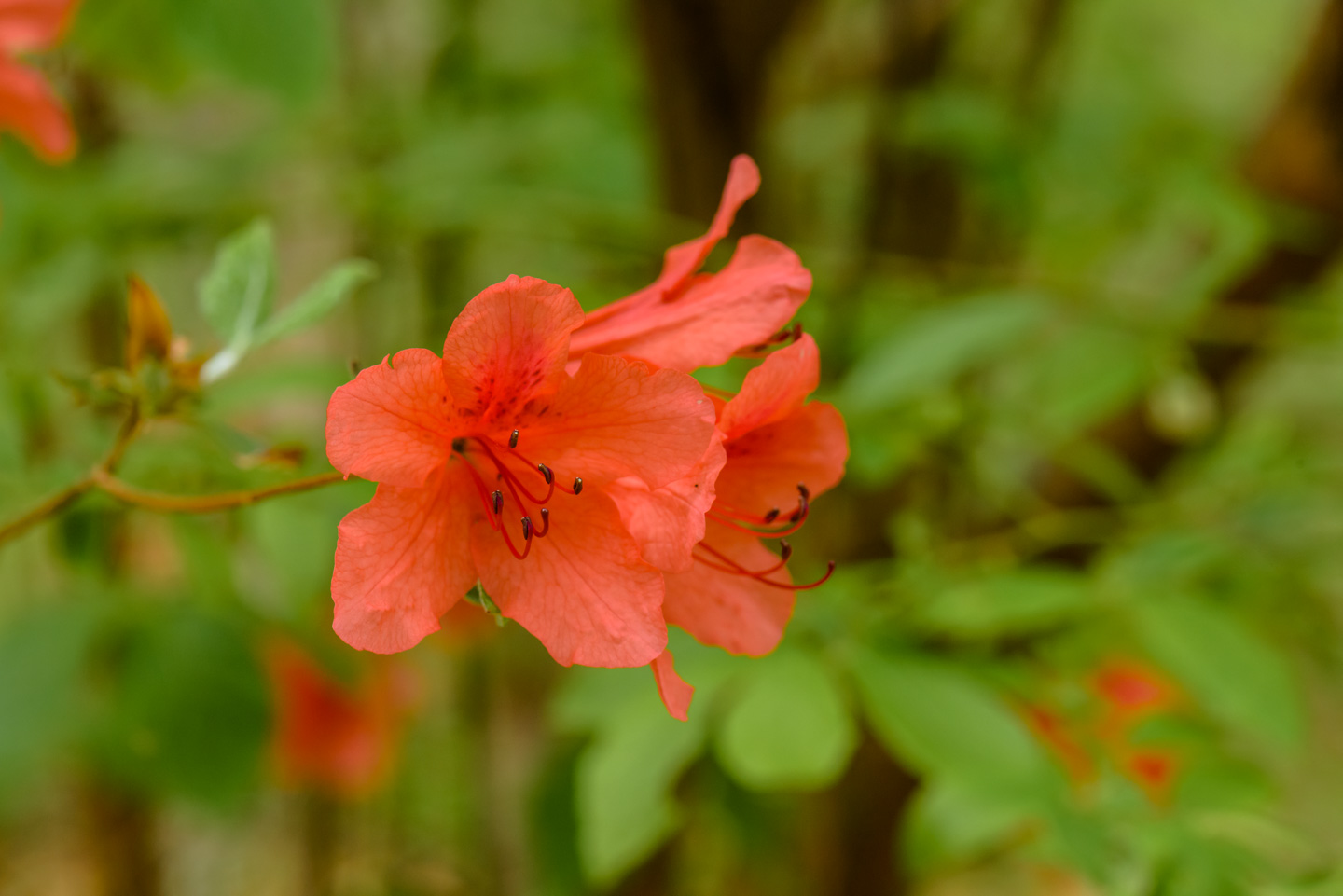 Closer view of the tree blossoms