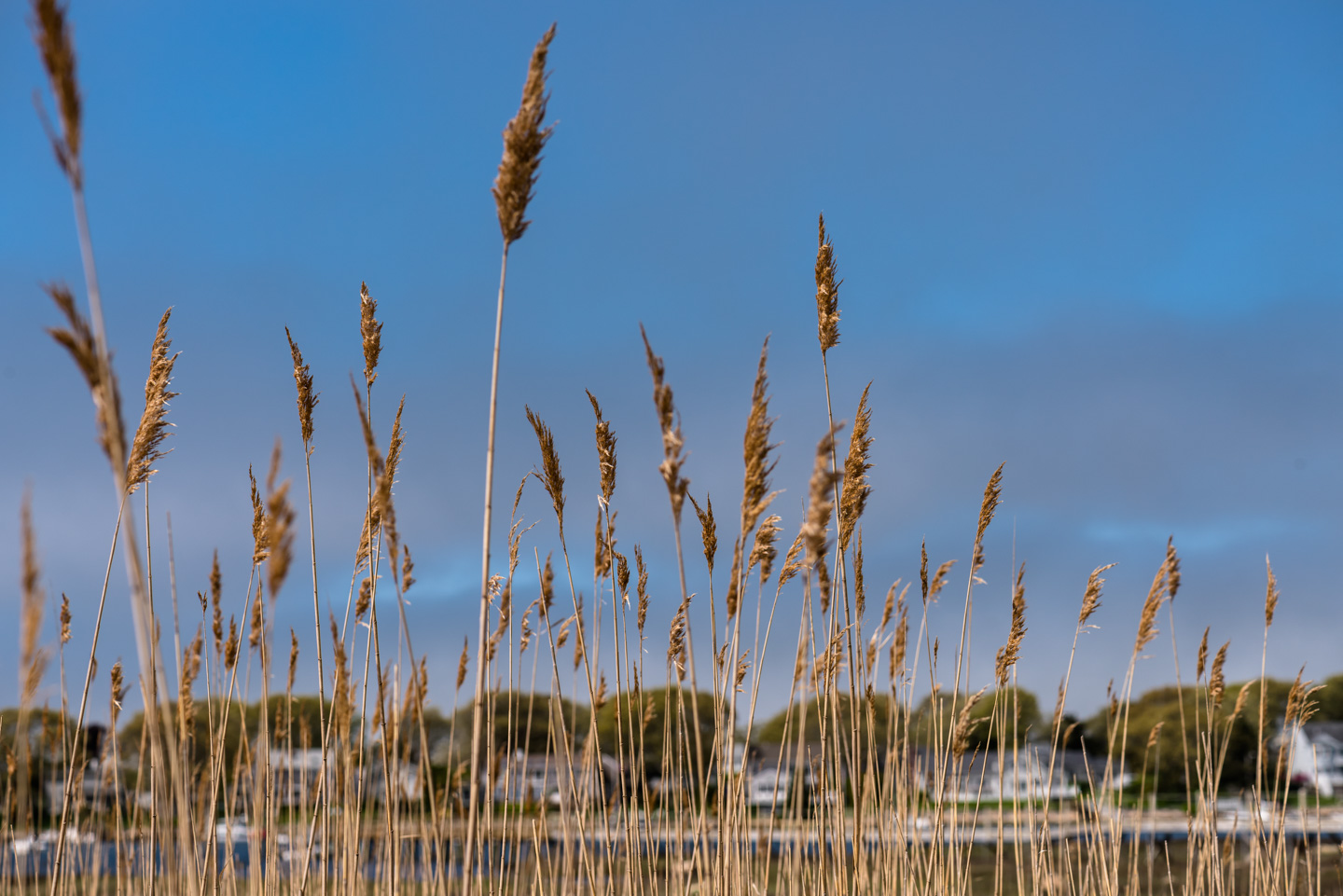 Tall marsh grasses against the sky