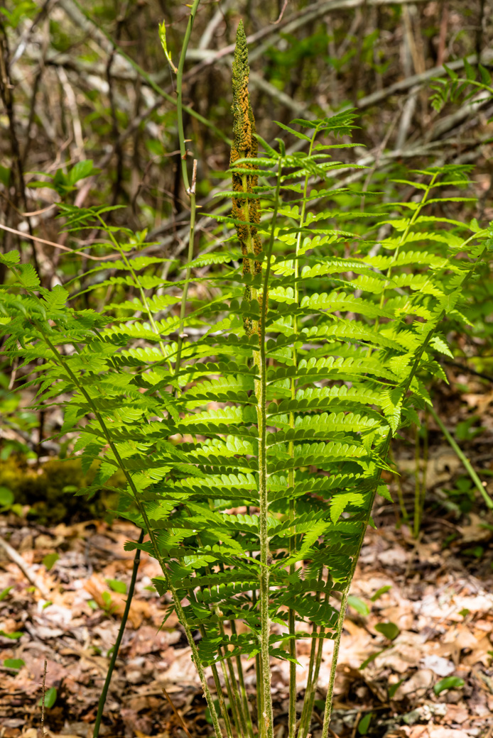 Cinnamon Ferns at Howland Marsh Preserve