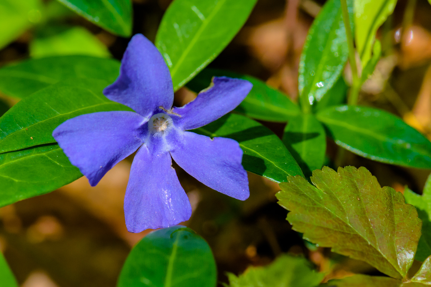 Purple ground-cover flower, perhaps vinca