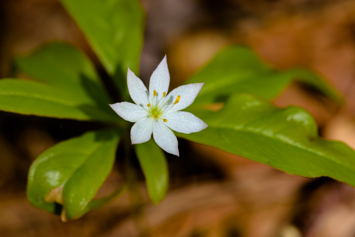 small white spring flower against green leaves
