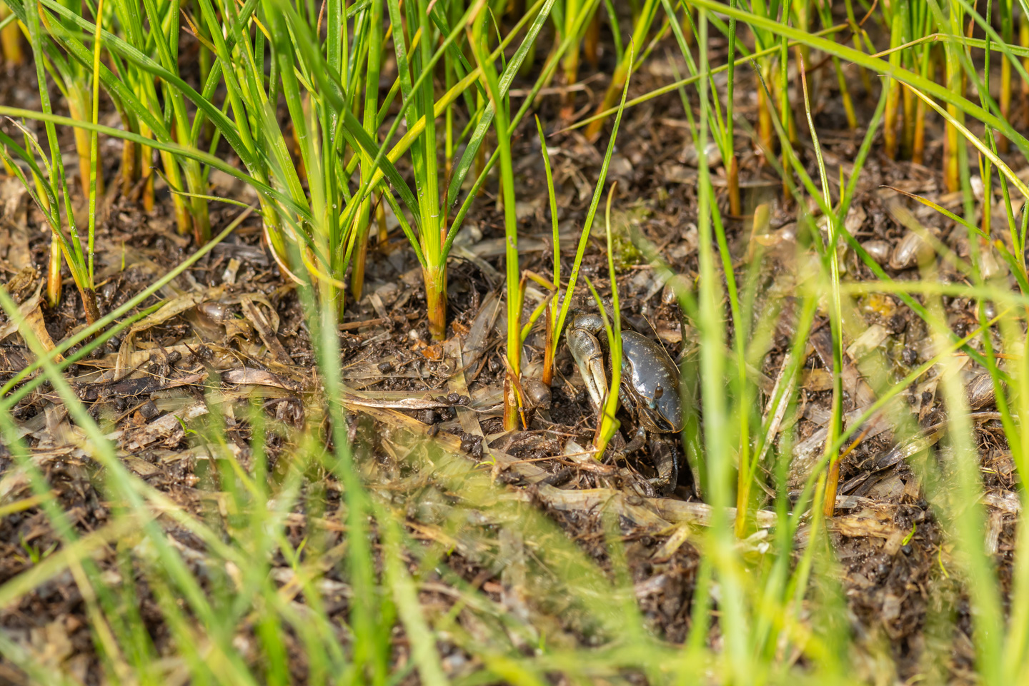 Looking through grass at a snail and a fiddler crab; the fiddler crab is partially in its hole.