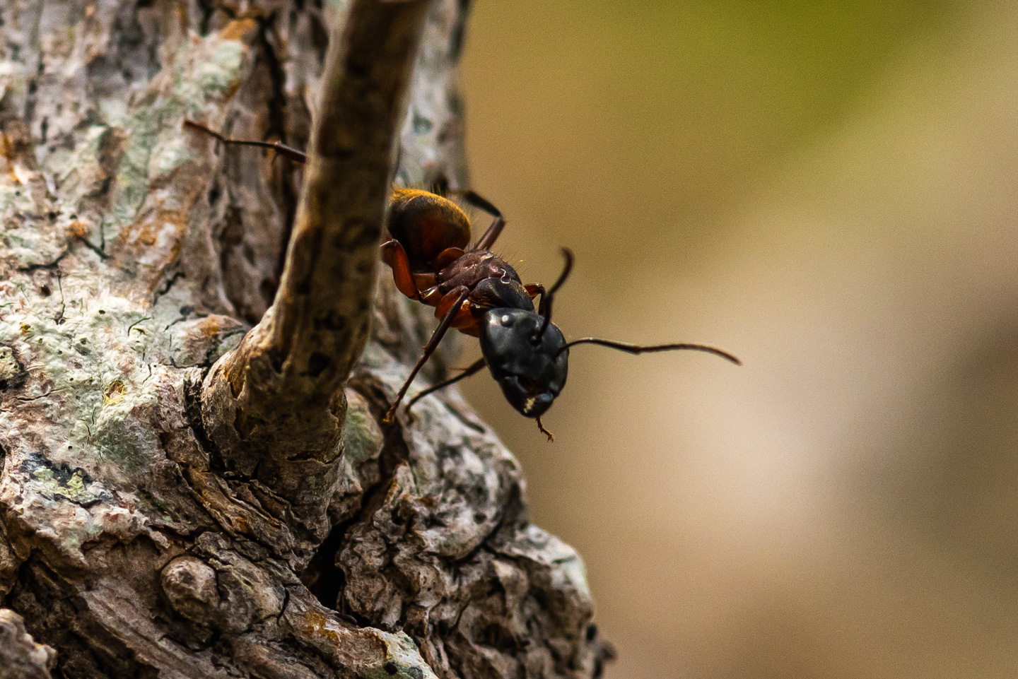 Black and Red Carpenter Ant