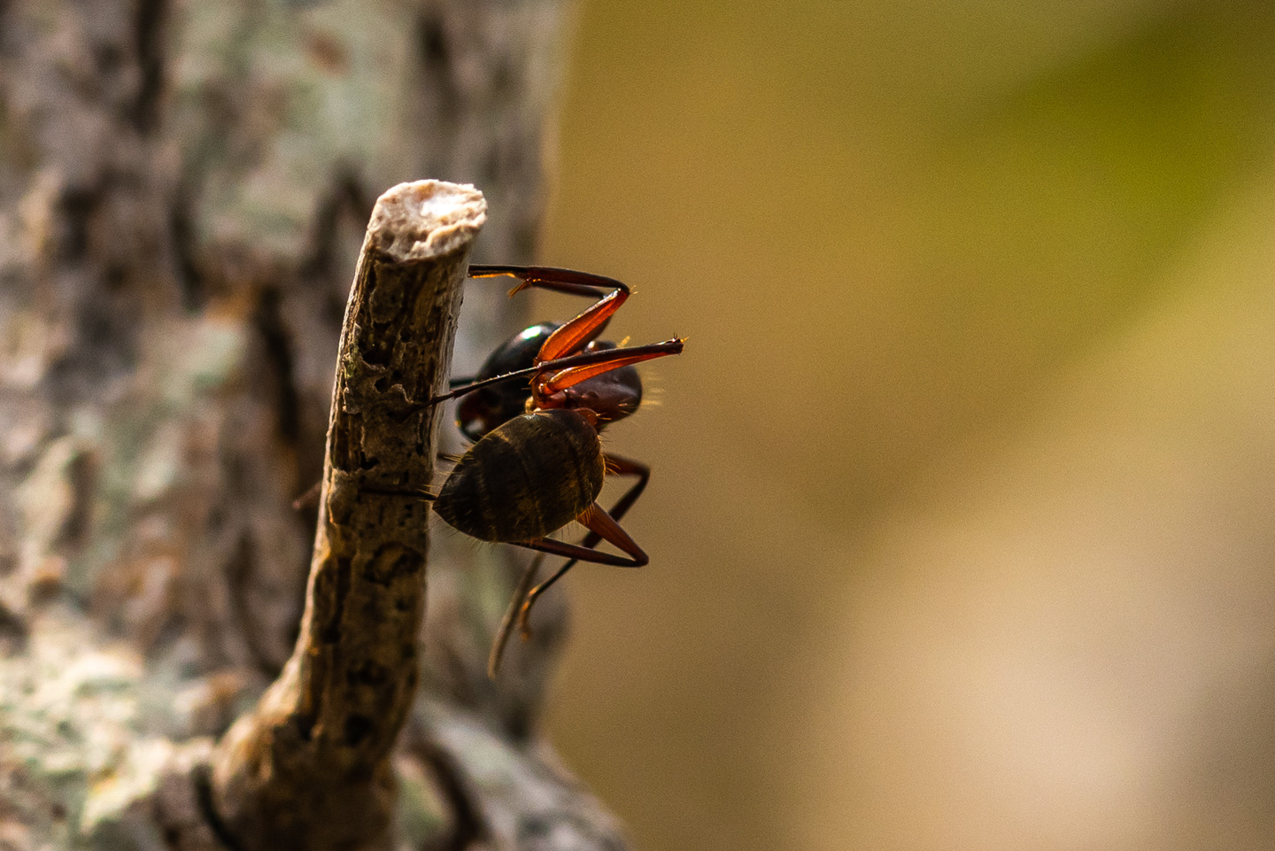 Black and Red Carpenter Ant