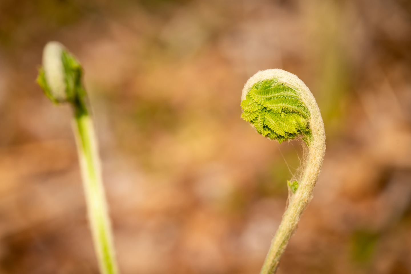 Two fern fiddleheads, one close and one in the distance