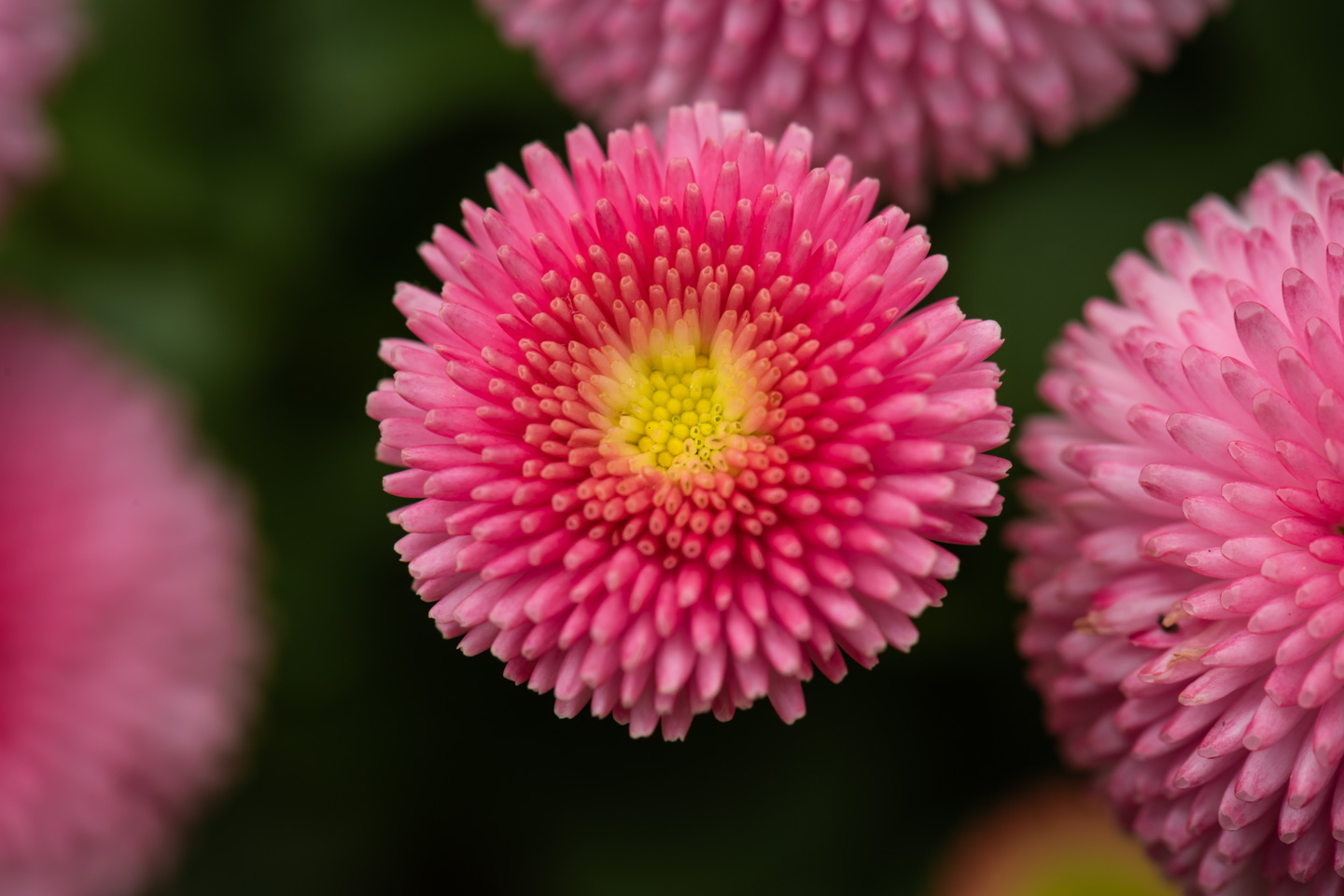 close-up of the flowers