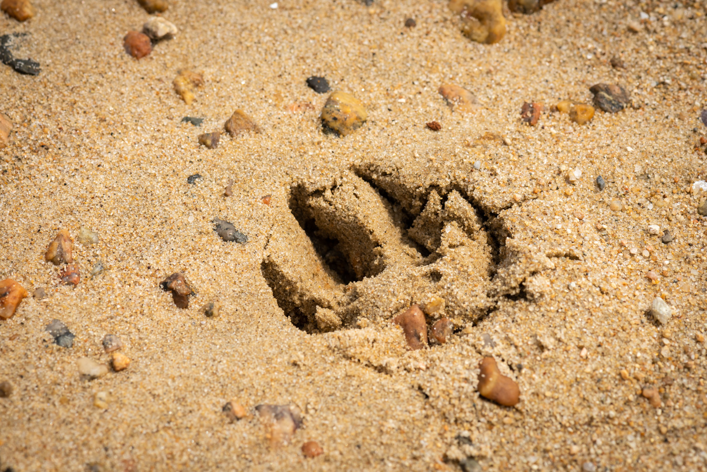Dog print in the sand
