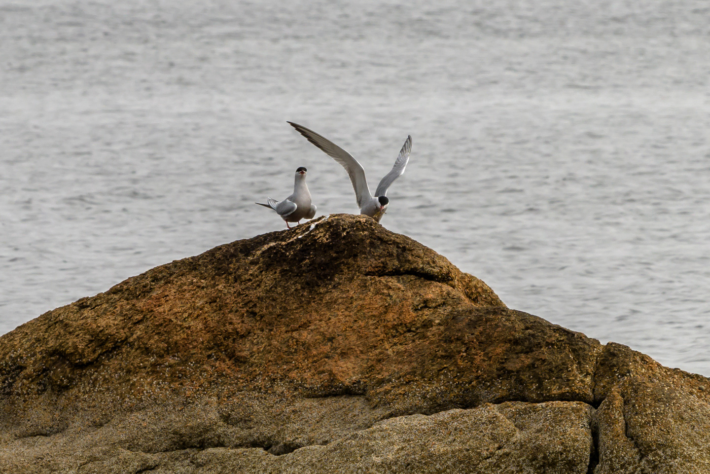 Common Terns on a rock, one of which has its wings unfurled.