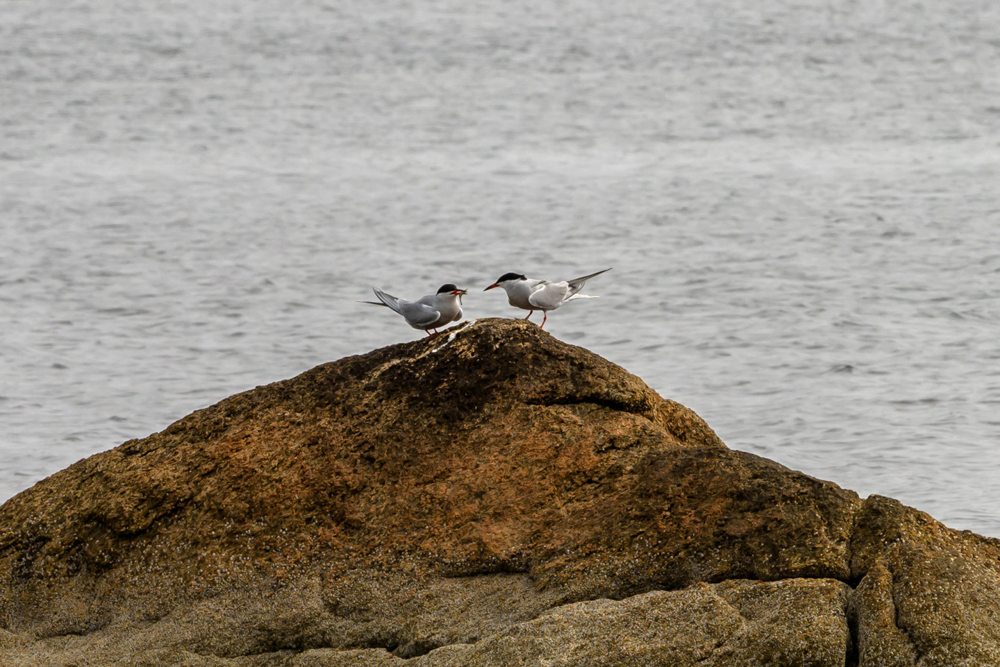 Common Terns on a rock, one of which has a fish in its beak.