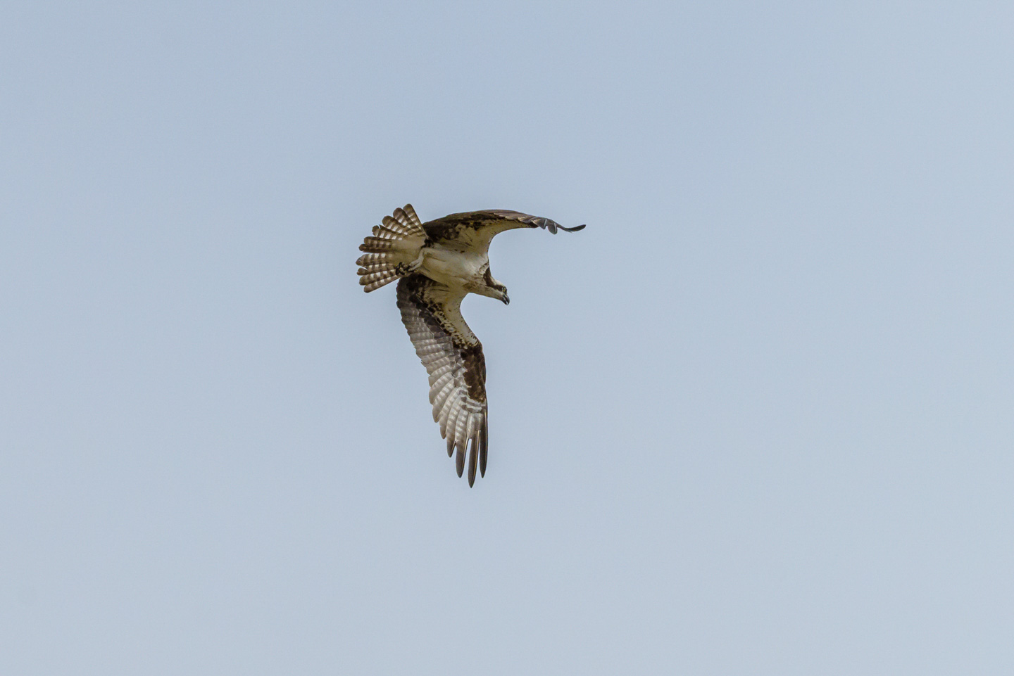 Osprey in flight
