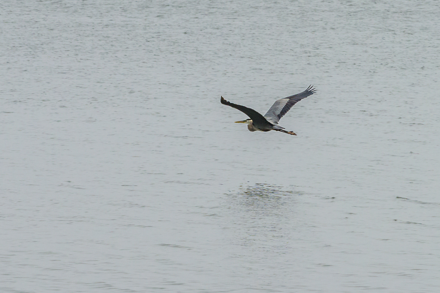 A Great Blue Heron flying over the water