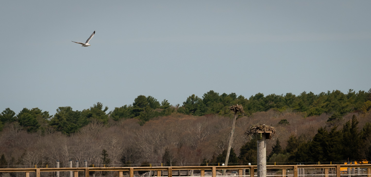 A gull and two osprey nests