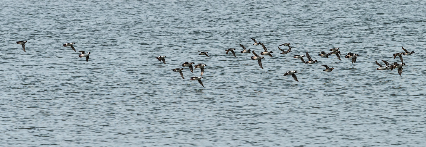 Buffleheads in flight over water