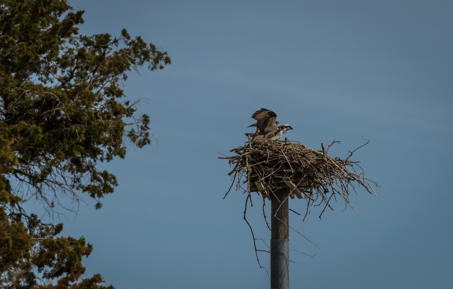 Osprey in nest