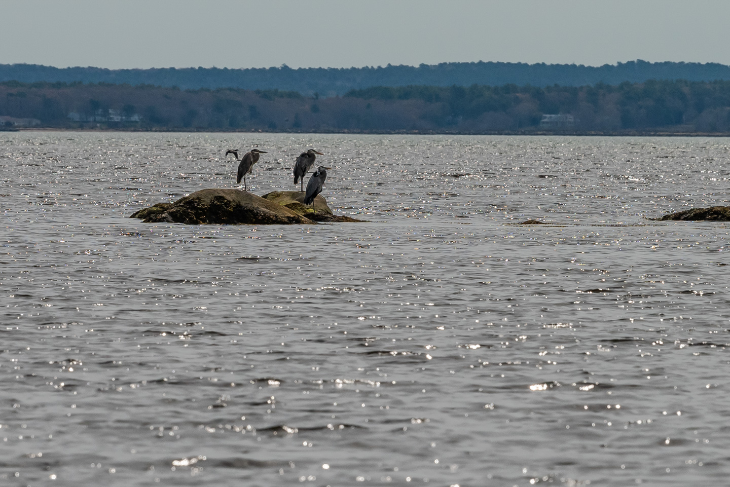 Three Great Blue Herons standing on a rock, all looking the same direction