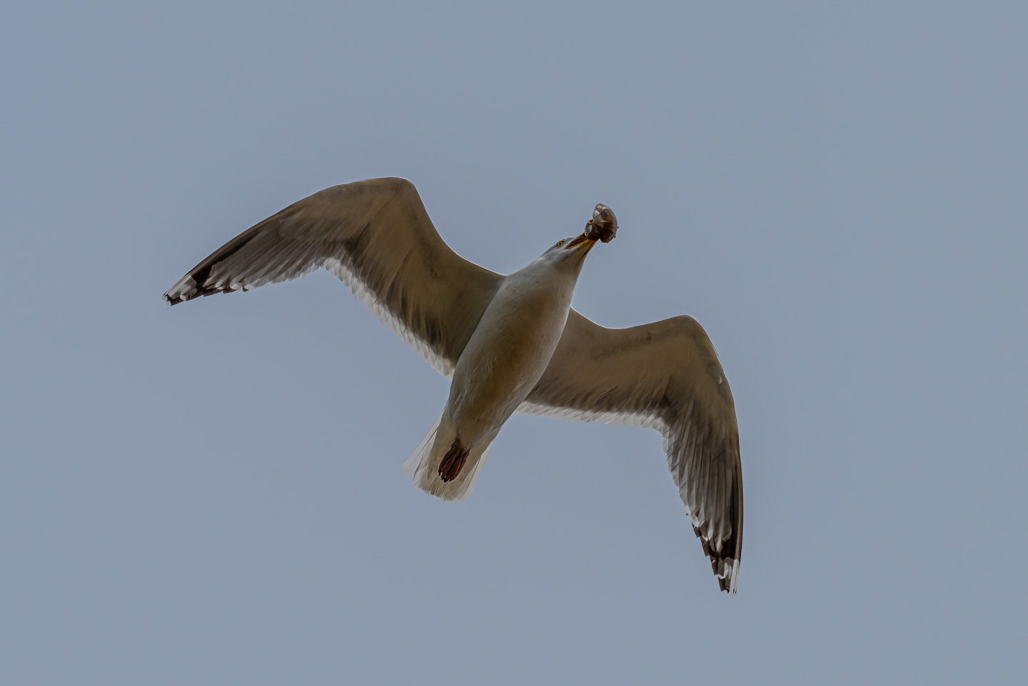 Gull in flight, carrying a shell