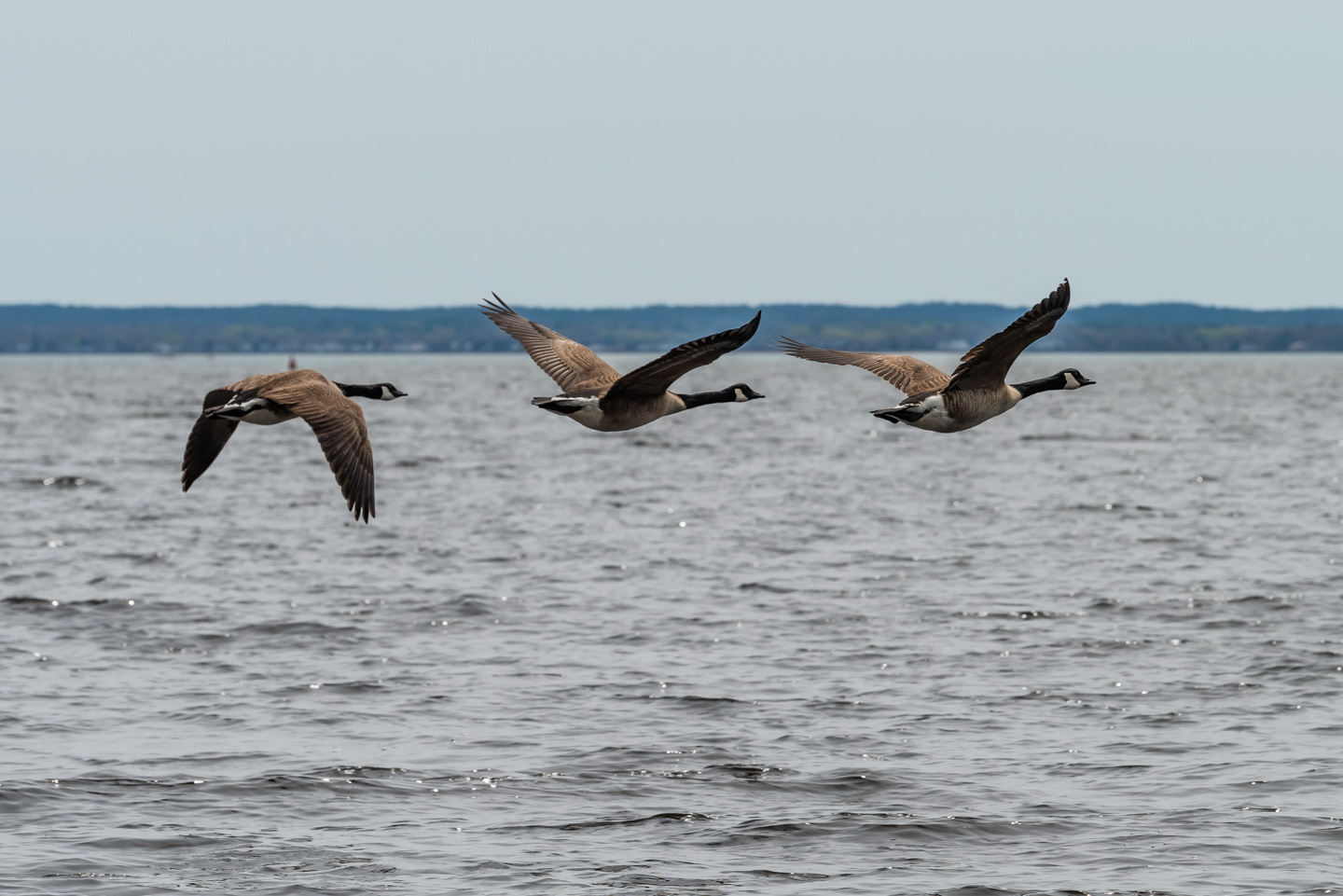 Three Canada Geese in flight