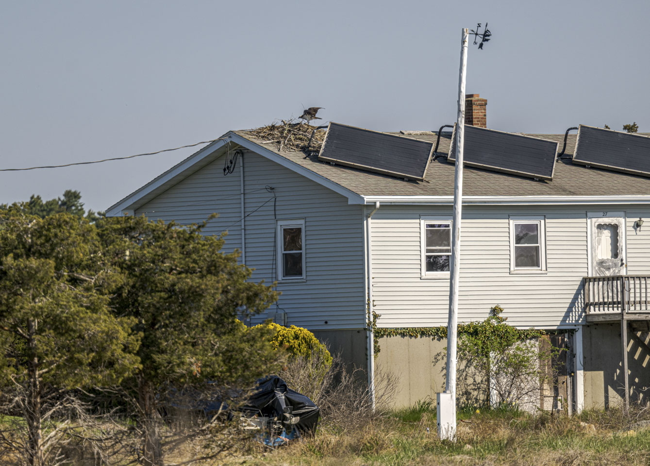 An osprey nest on the roof of a house, supported by some solar panels.