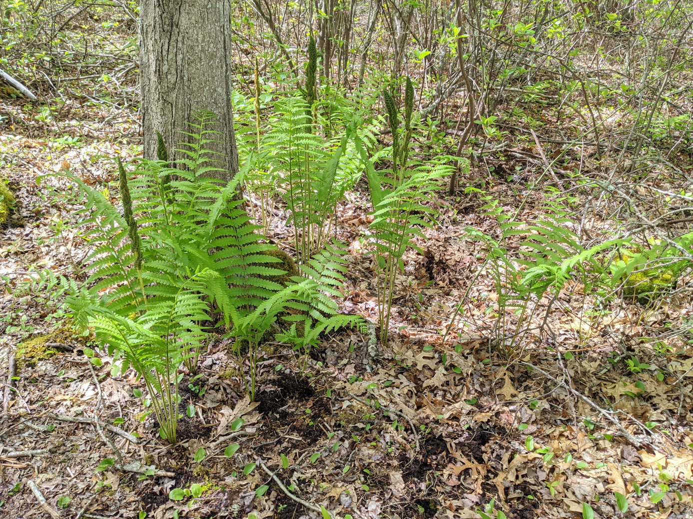 Cinnamon Ferns at Howland Marsh Preserve