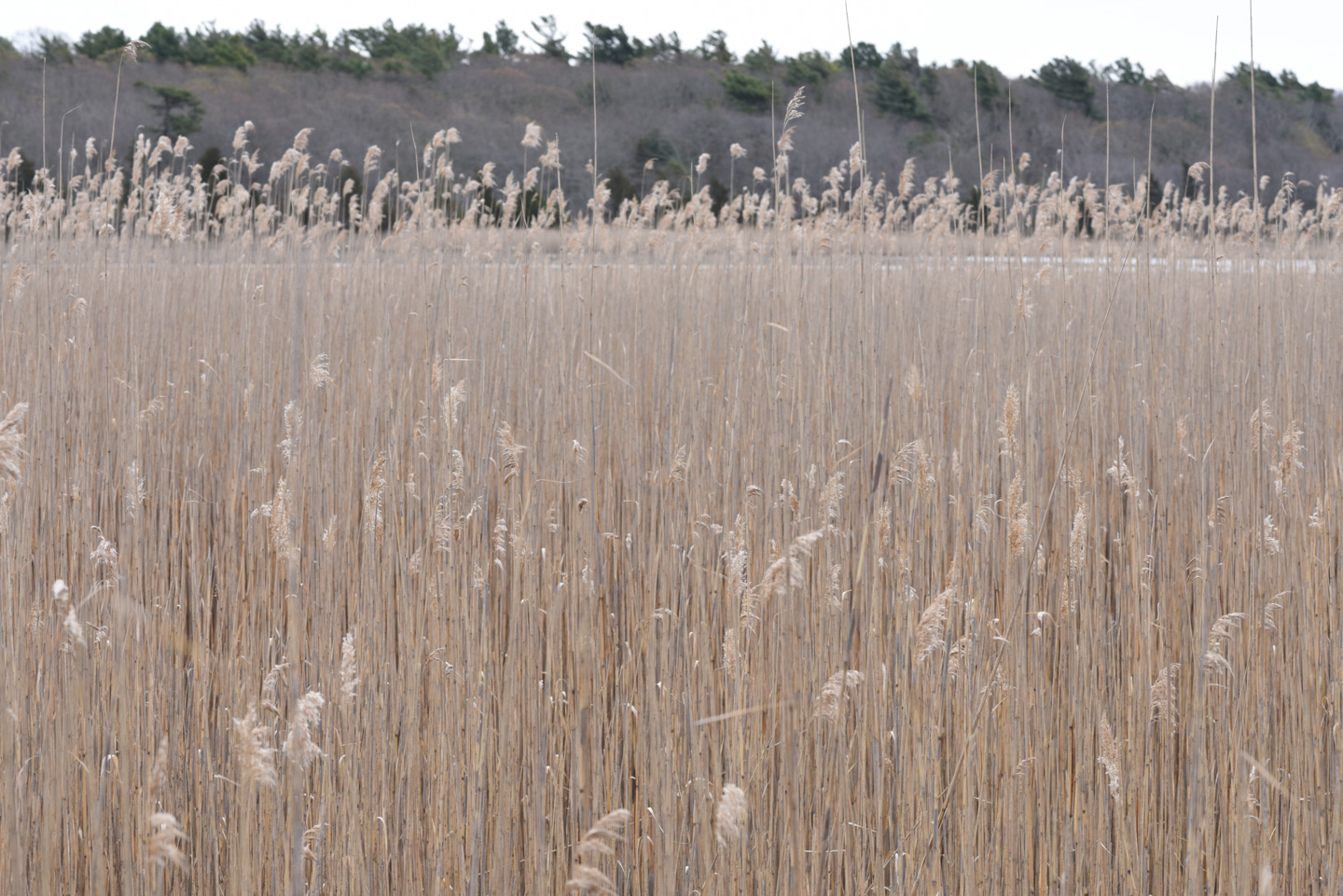 Marsh grasses