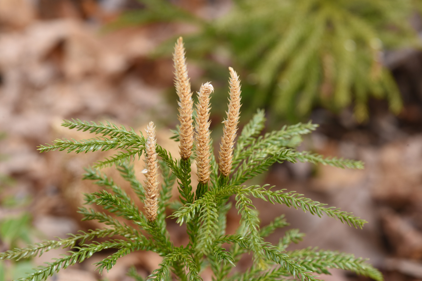 Spring evergreen growth