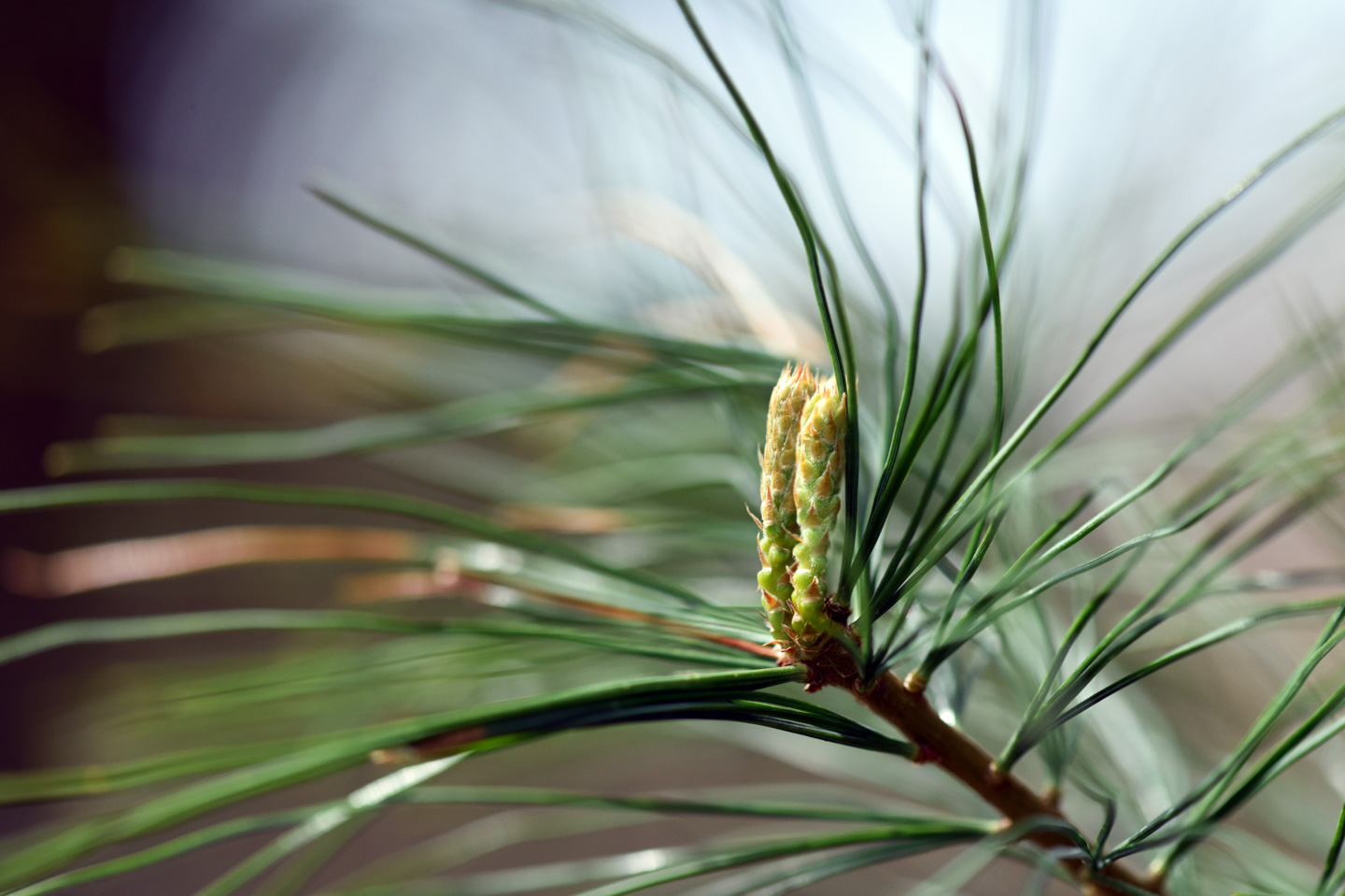 Spring evergreen growth