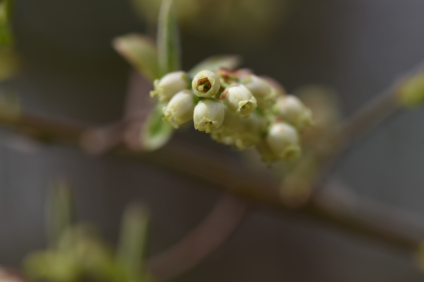 a cluster of tiny flowers