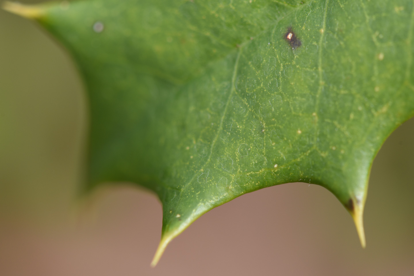 Holly Tree Leaf