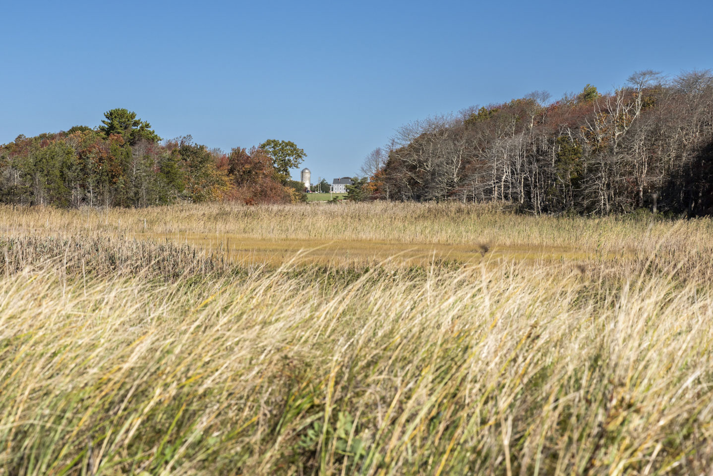 view across a marshy area and through a break in a wooded area to see a farmhouse and silo