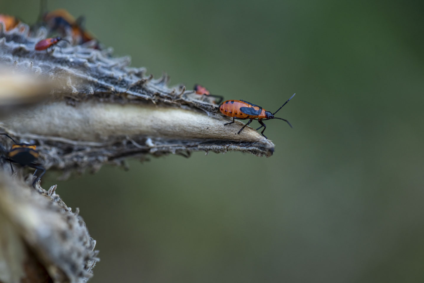 An insect at the tip of a milkweed pod