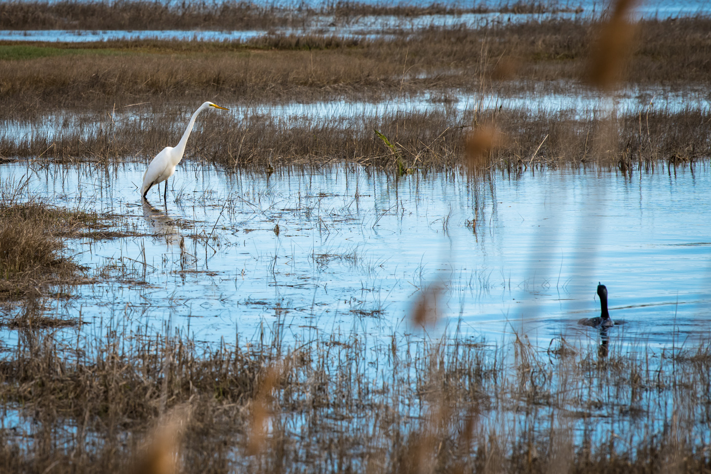 Great Egret