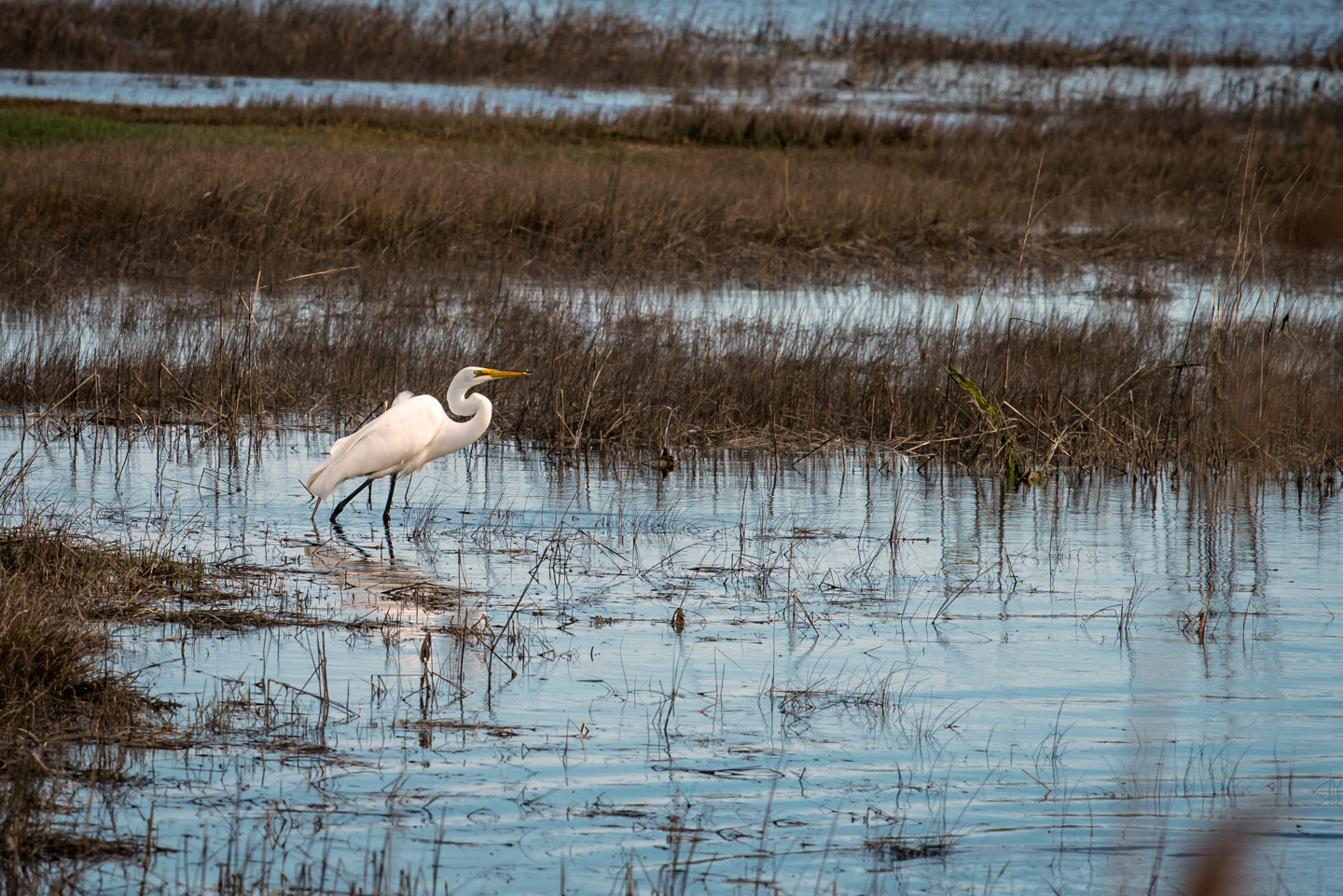 Great Egret