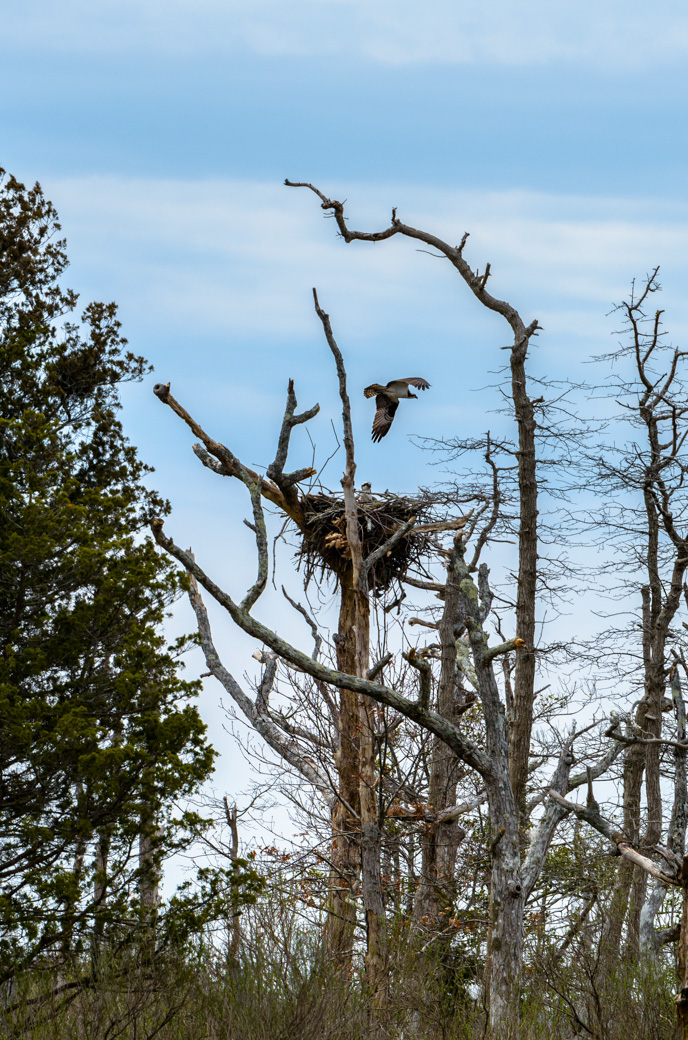 Osprey flying near nest with another Osprey in the nest