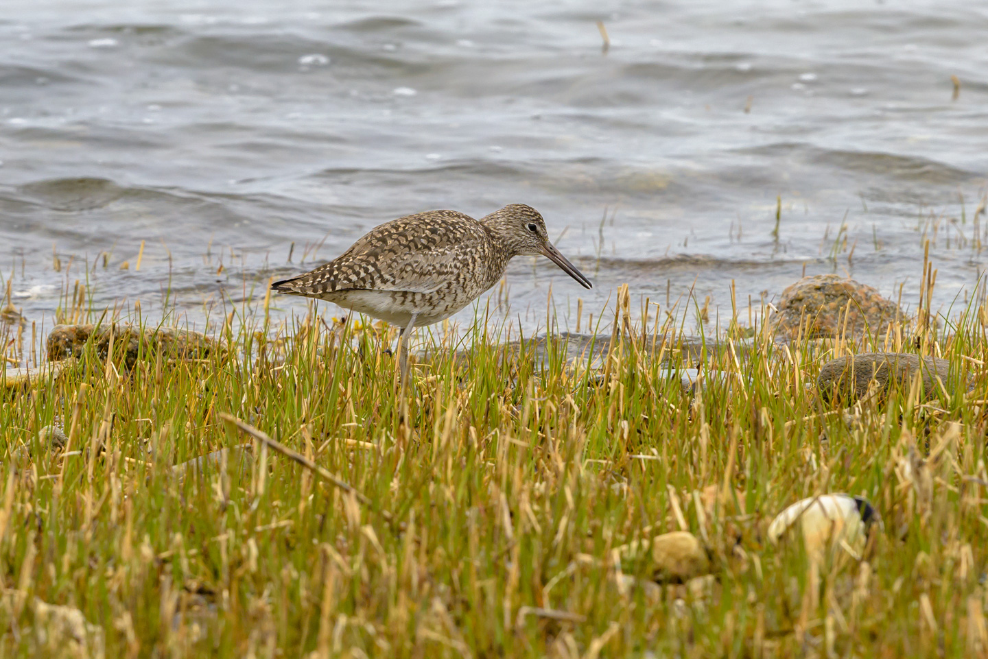 a Willet