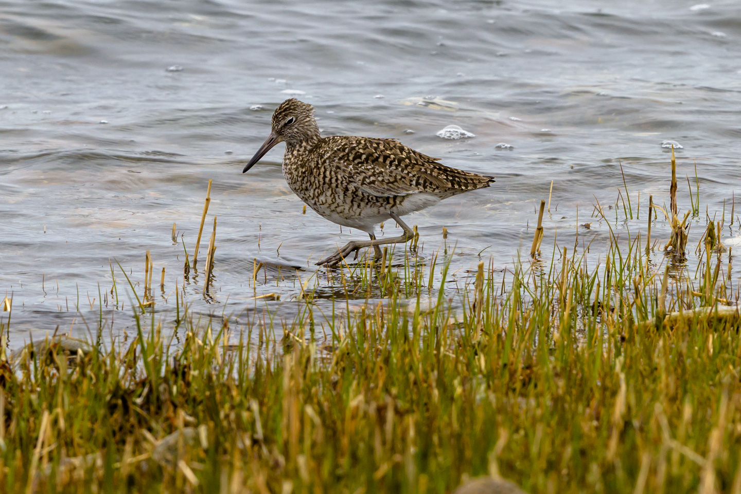 a Willet