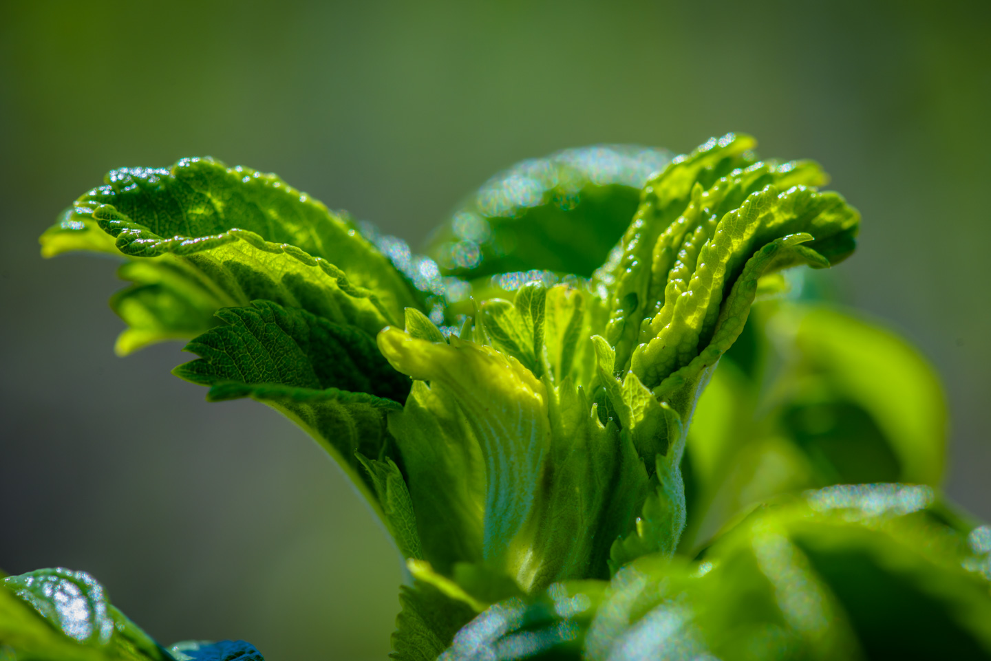 Leaves unfolding on a bush