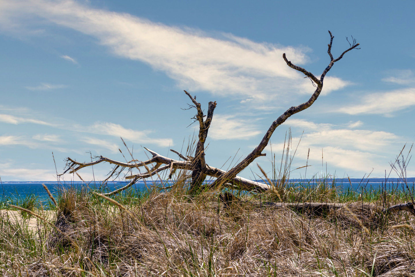 driftwood against the sky