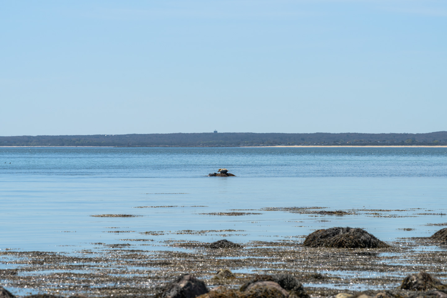 harbor seals on a rock with head and tail raised