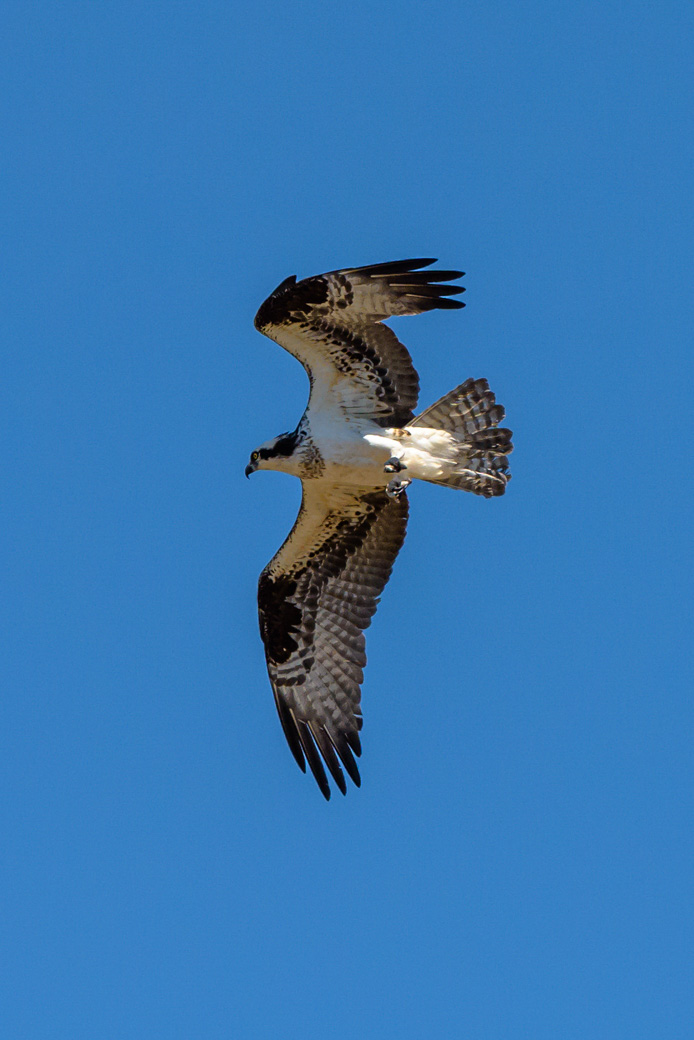 Osprey in flight