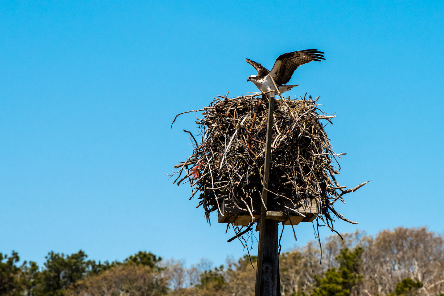 Osprey landing in nest