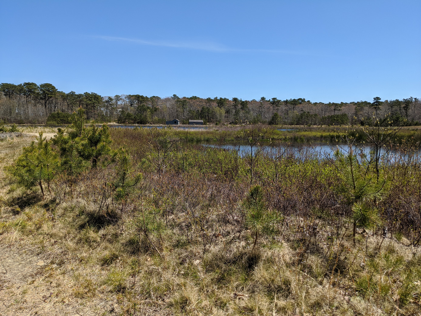 View of cranberry bog