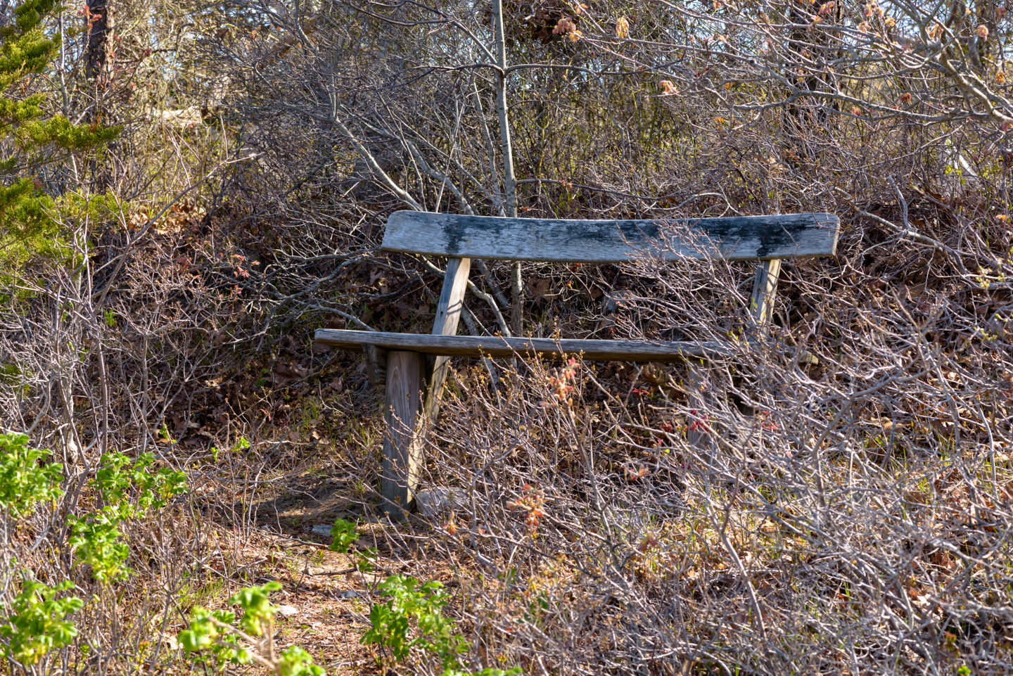 Bench with overgrown plants around it