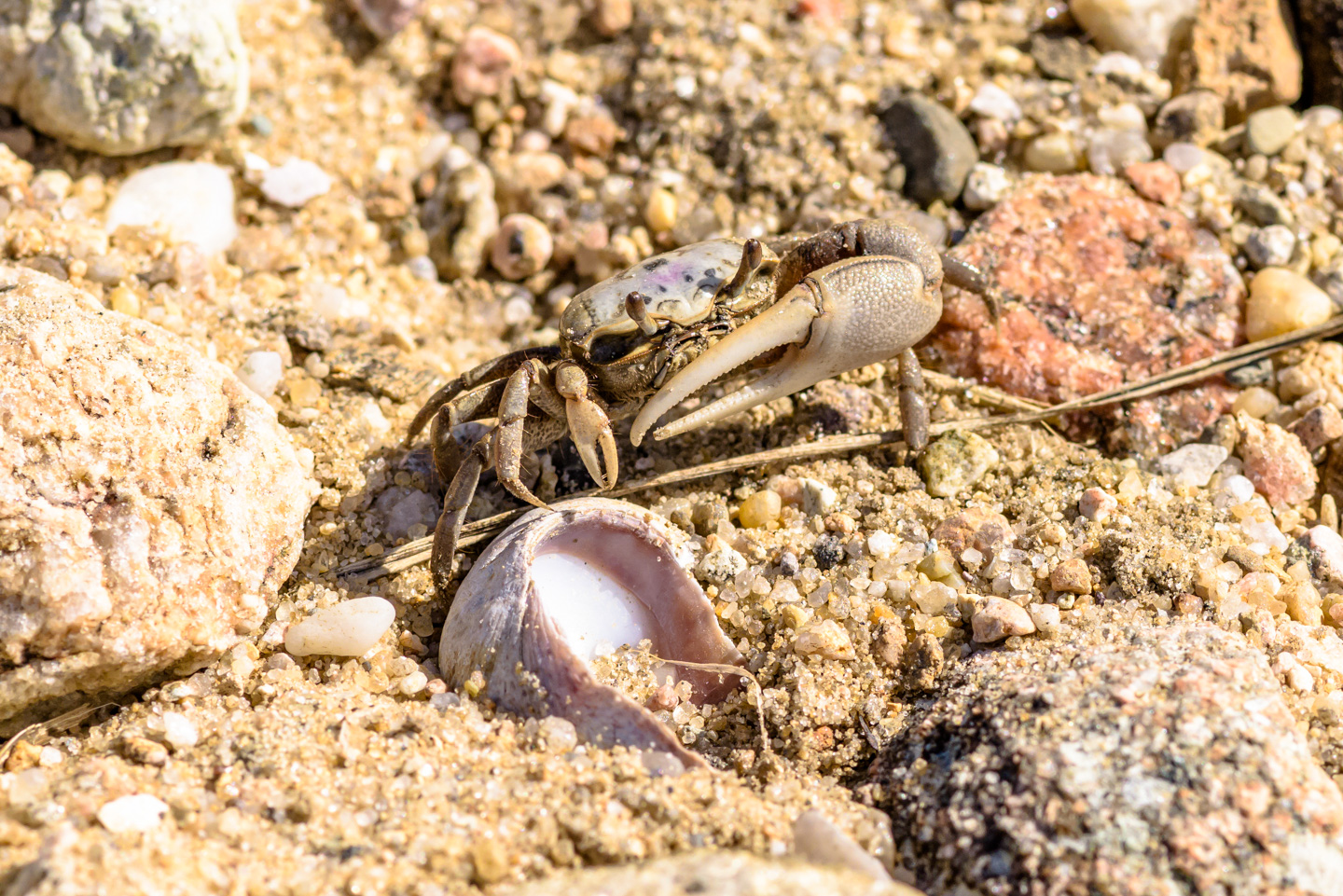 Fiddler Crab